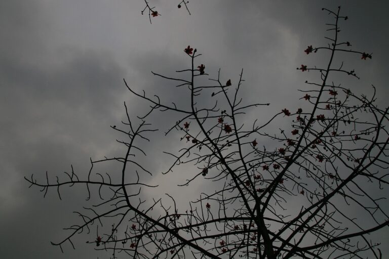 Rainy Season