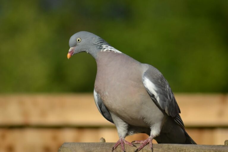 pigeon