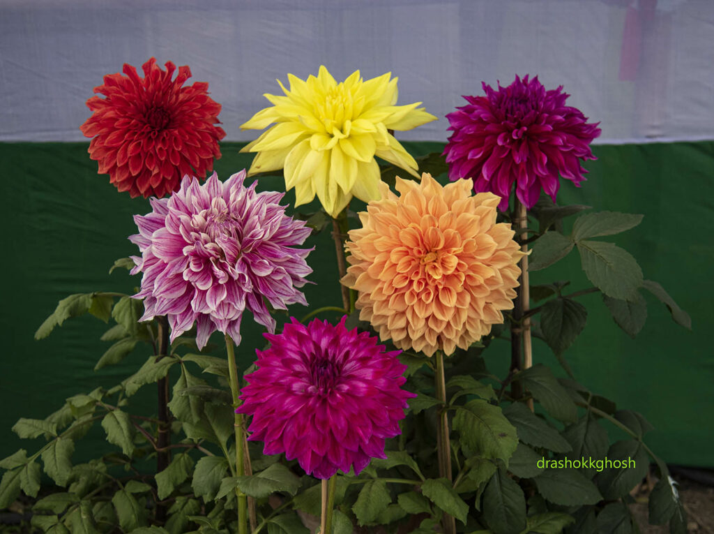 Dahlia flowers