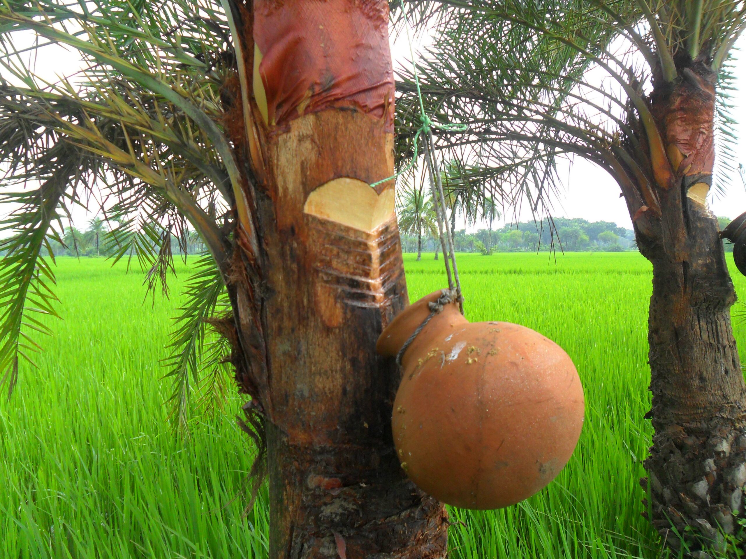 Date tree and juice