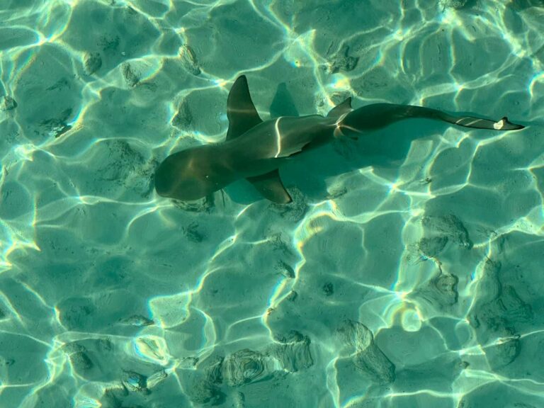 Reef Shark