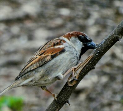 sparrow 4