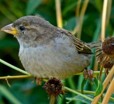 Sparrow 2