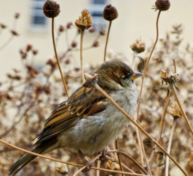 sparrow 6