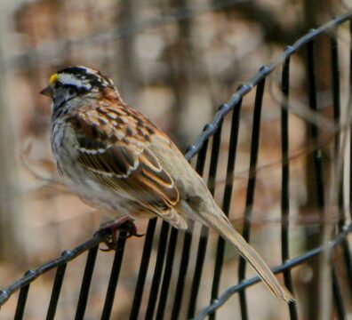 House sparrow