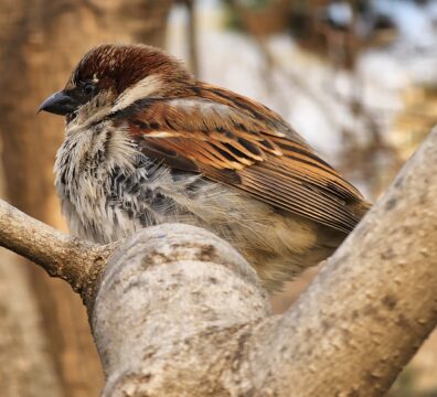 sparrow8