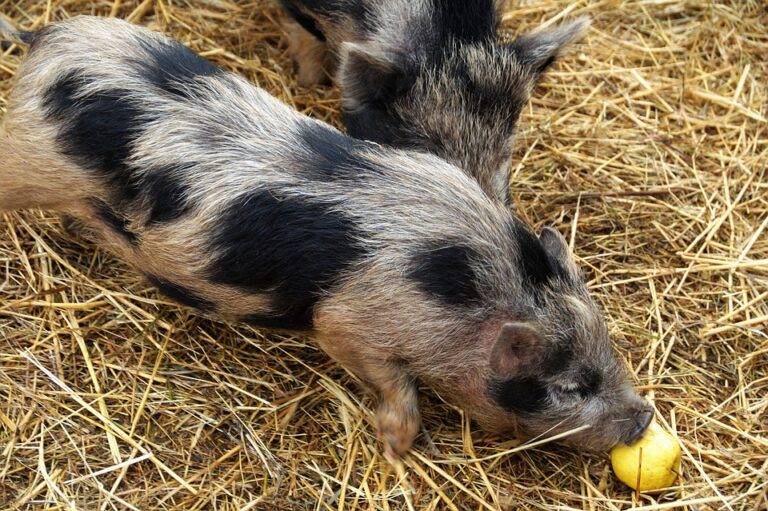 Piglet