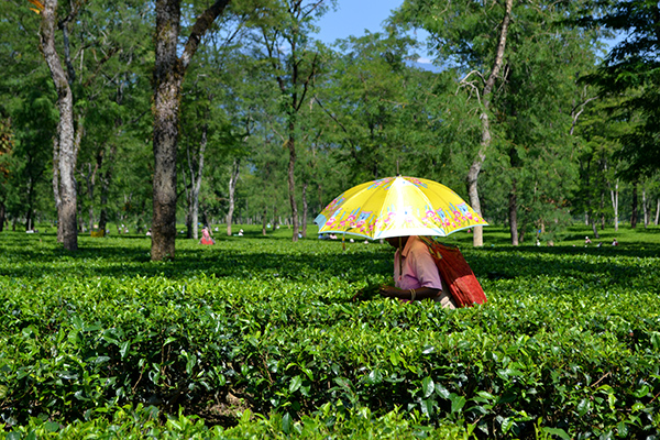 Tea Garden