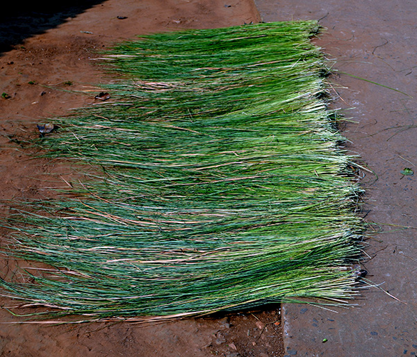 local grass