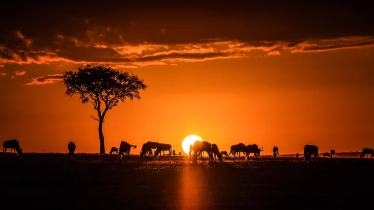 Masai mara