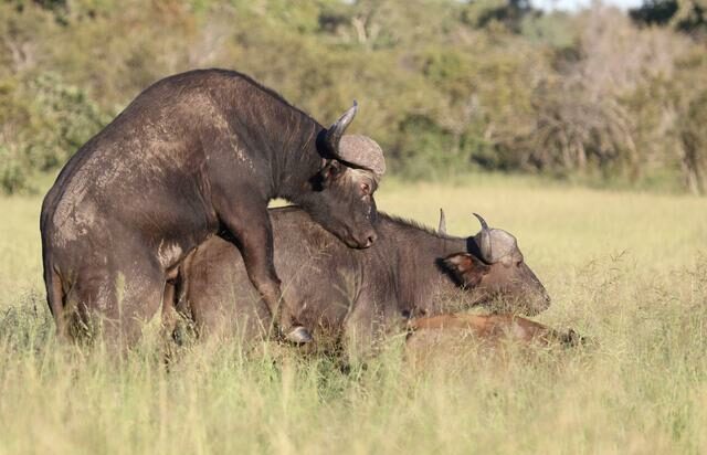 African buffalo mating