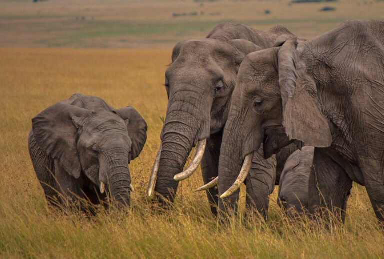 Masai mara Elephants