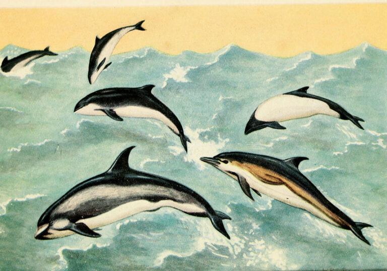 Dolphins