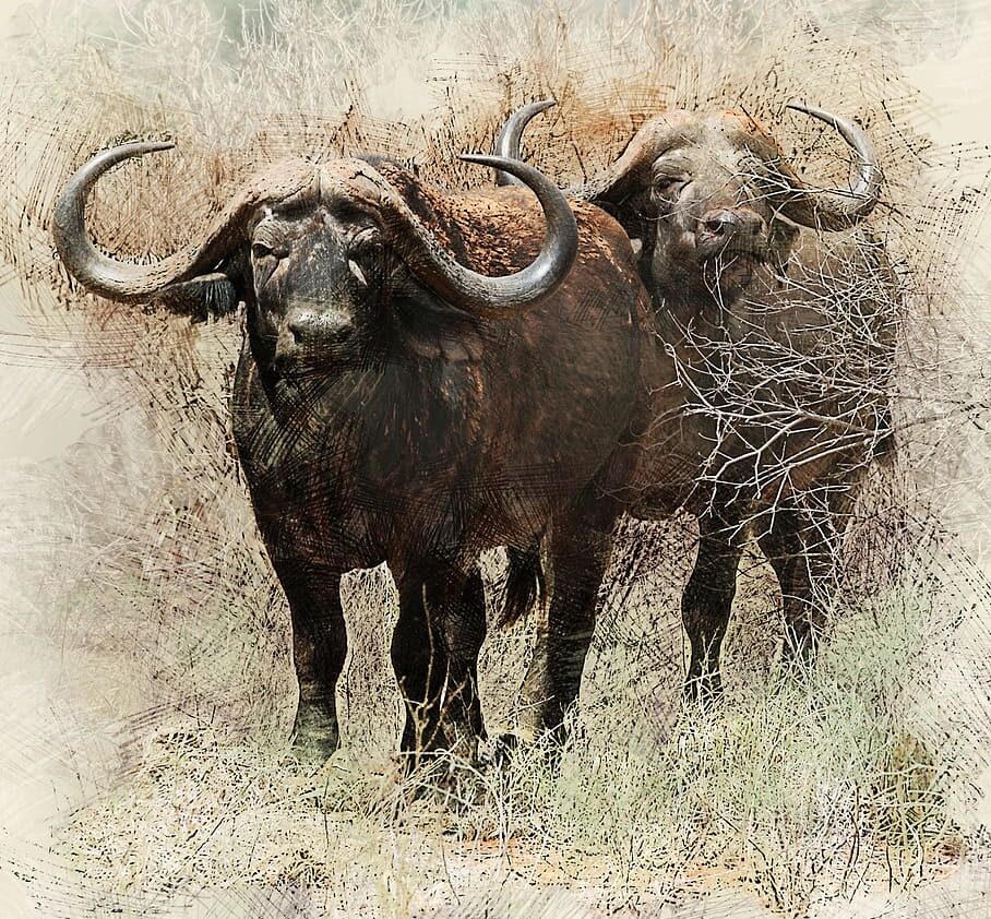 new short story on buffalo painting