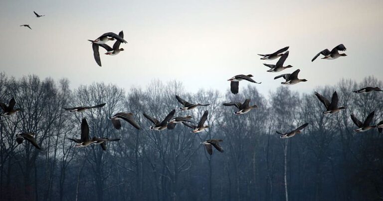 Wild geese flock of birds