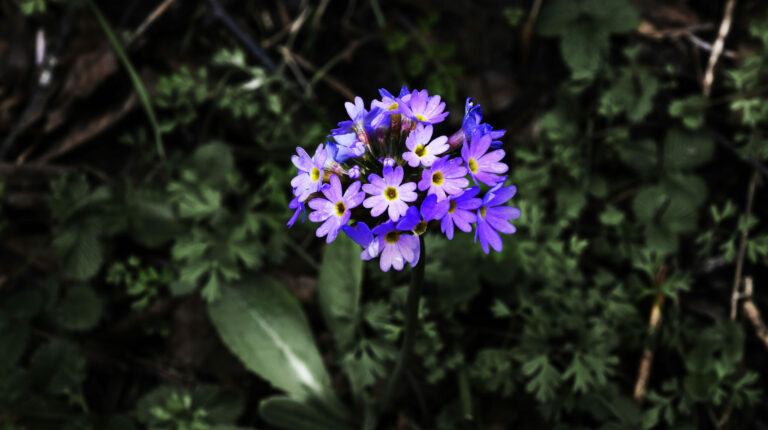 Mountain Flower