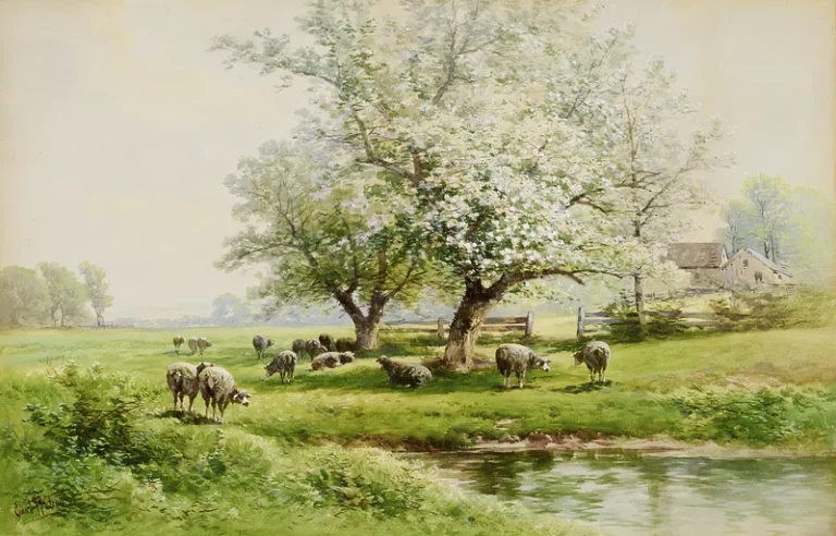 sheeps