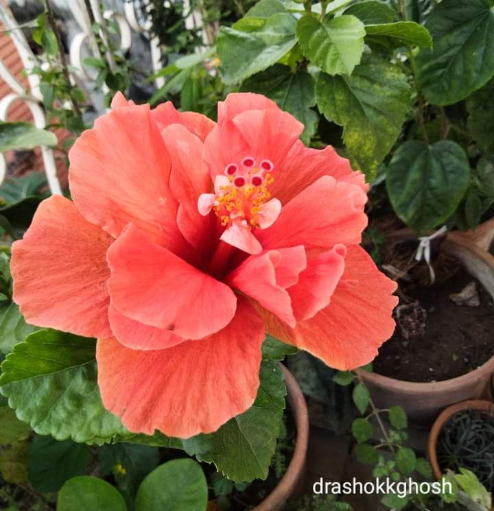 Agni hibiscus