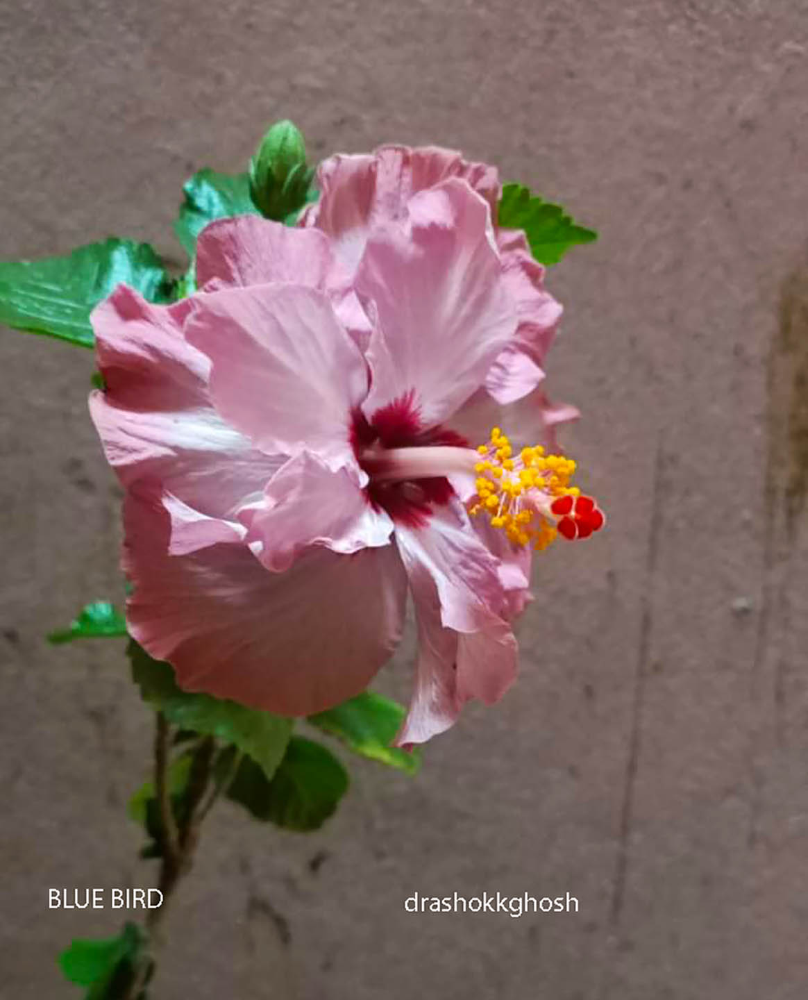 Hibiscus rosa sinesnis