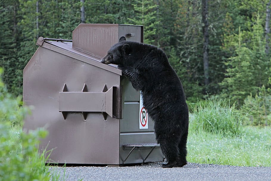 urban wildlife in the US