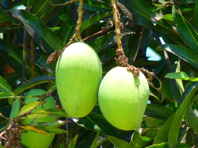 mango national fruit of India