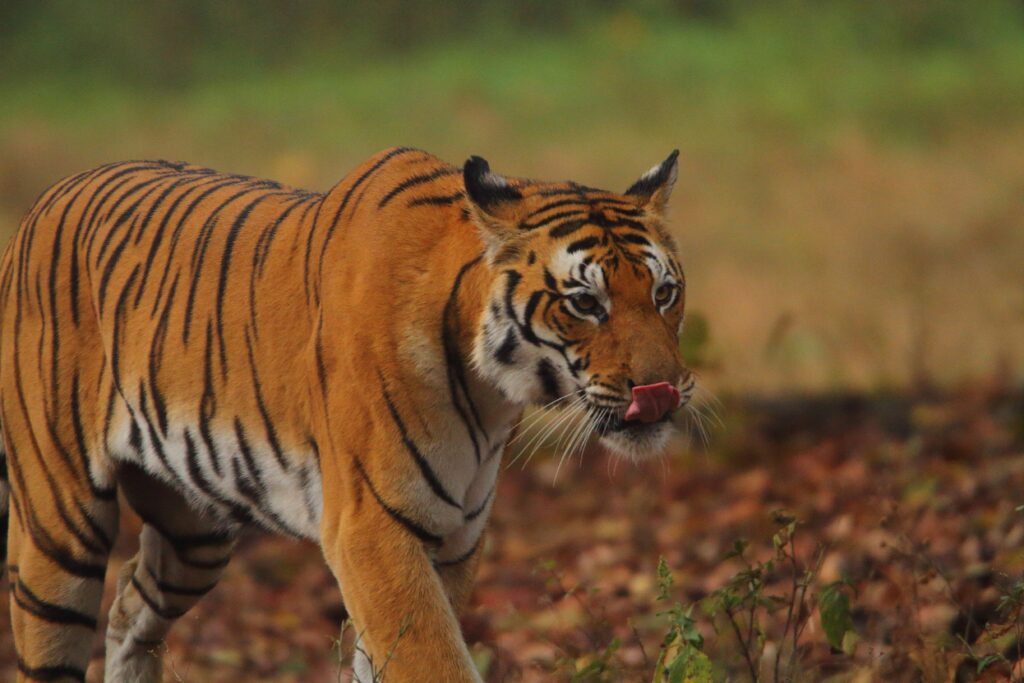 A special Feature on International Tiger Day