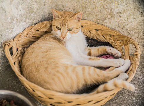 Cat on Basket