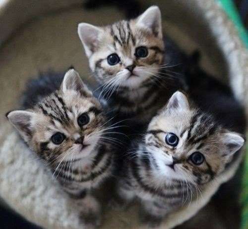 3 kitten