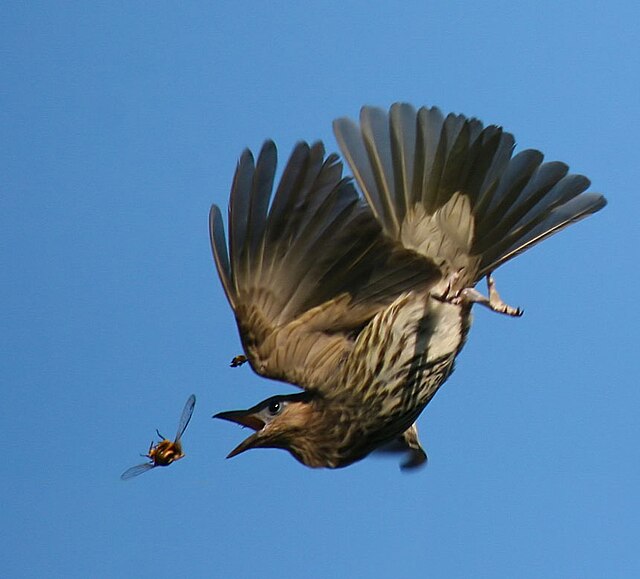 Green_Fig bird story