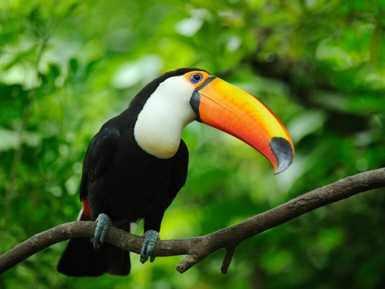 Toucan