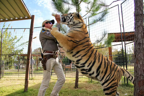 pet tiger in the US