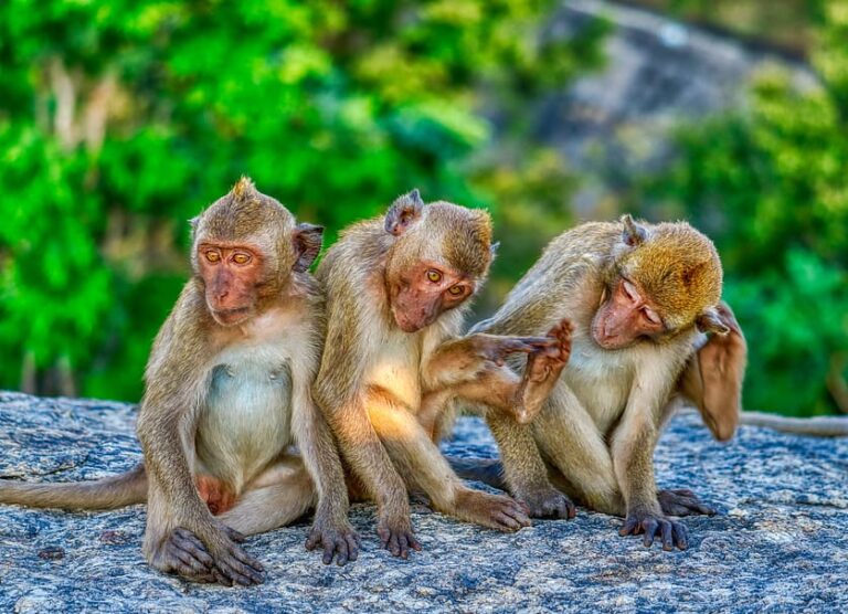 Monkey family