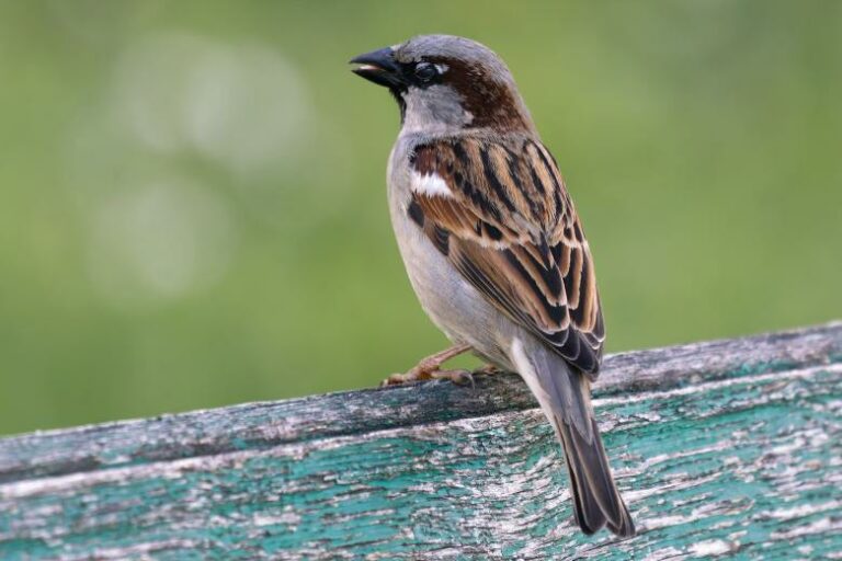 Sparrow