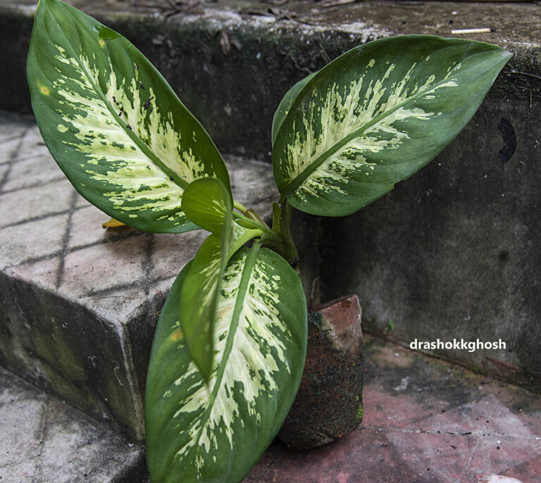 Diefenbachia amonea Tropic Snow