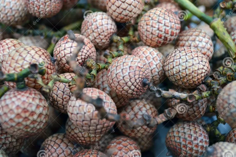 tropical-calamus-erectus-fruit