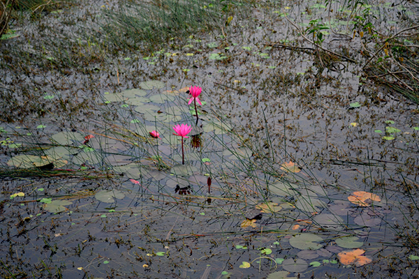 Water Lily