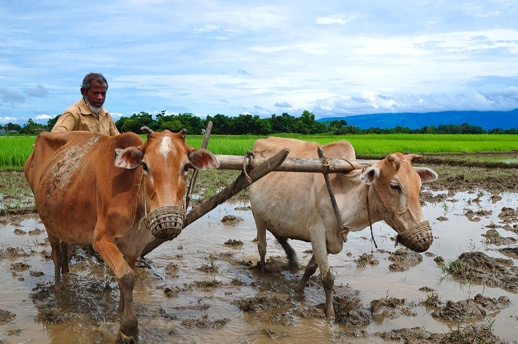 Traditional_cultivation