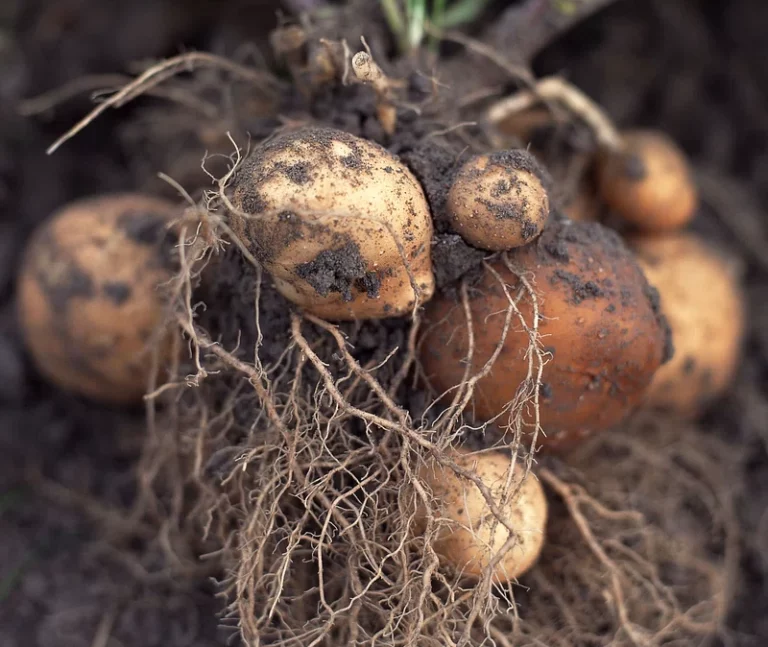 Potato farming