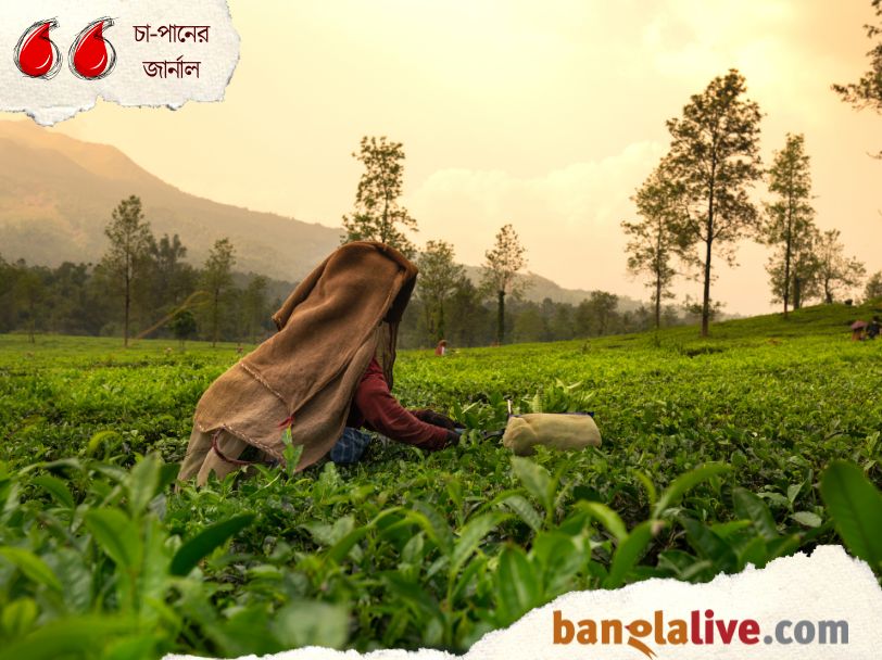 World Tea Day