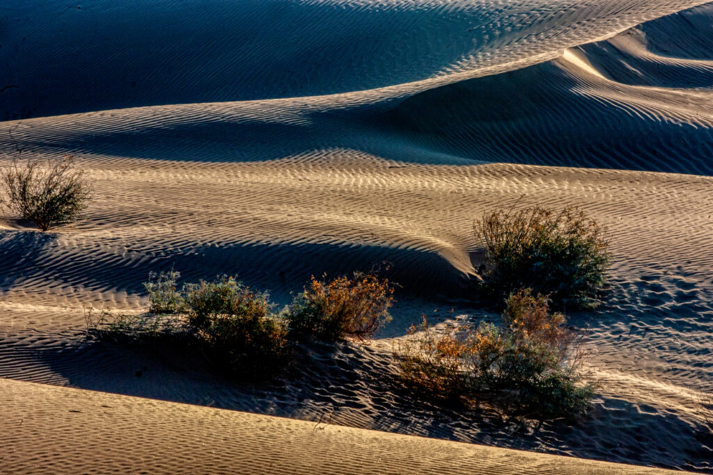 Desert Life