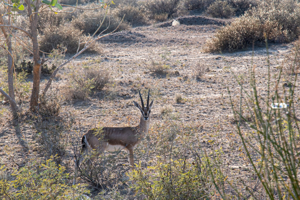 Desert Life