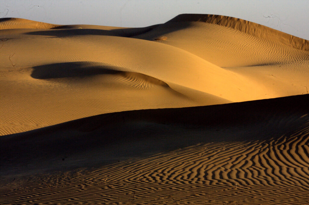 Desert Life