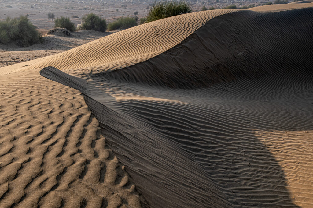Desert Life