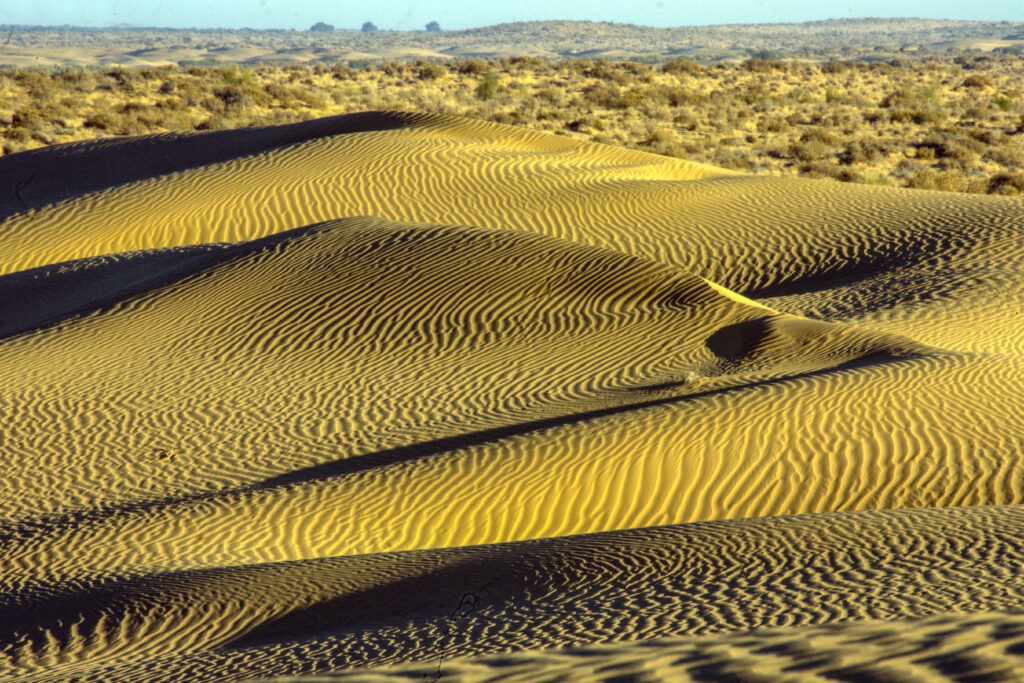 Desert Life