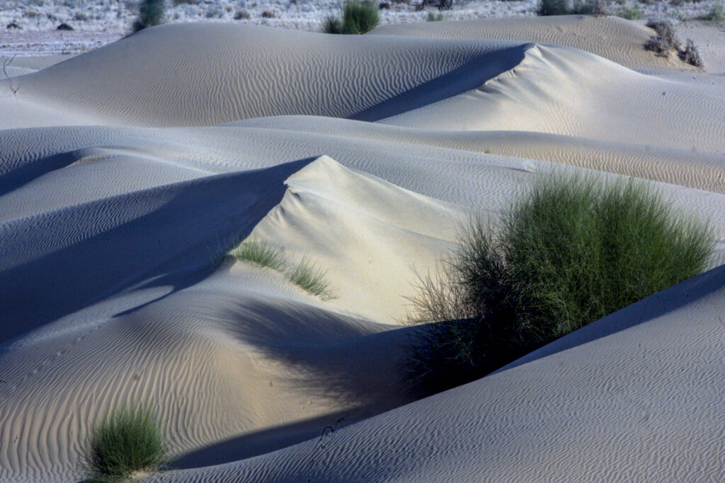 Desert Life