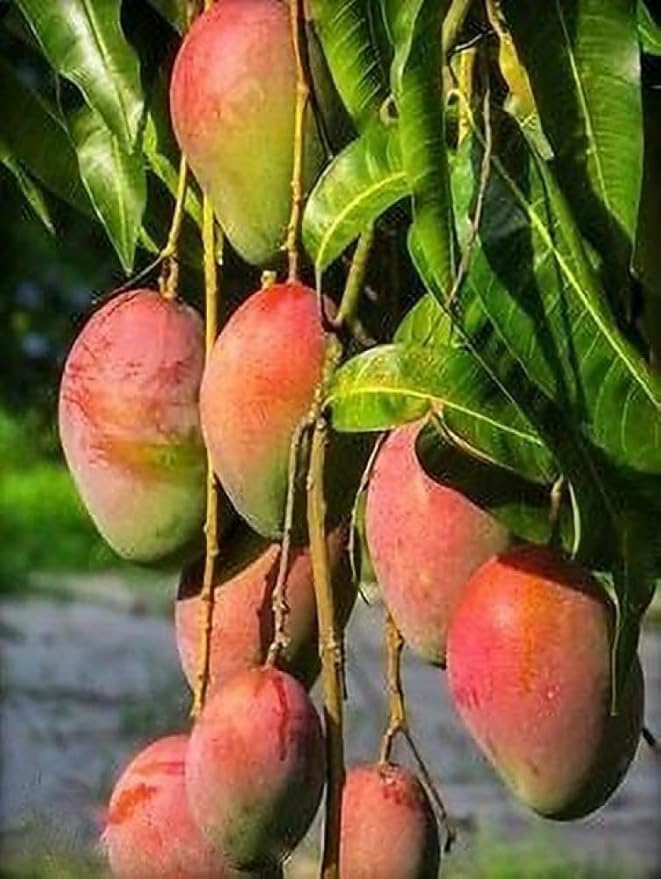 Mango recipe