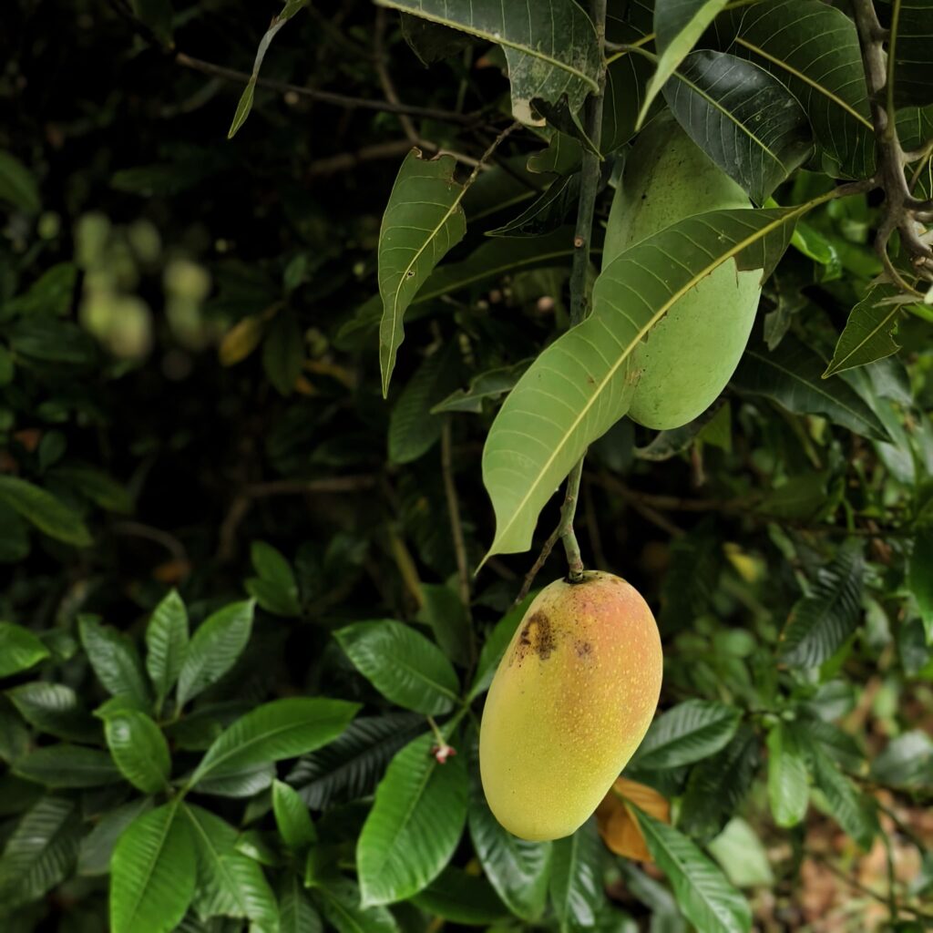 Mango recipe