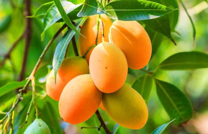 Mango recipe