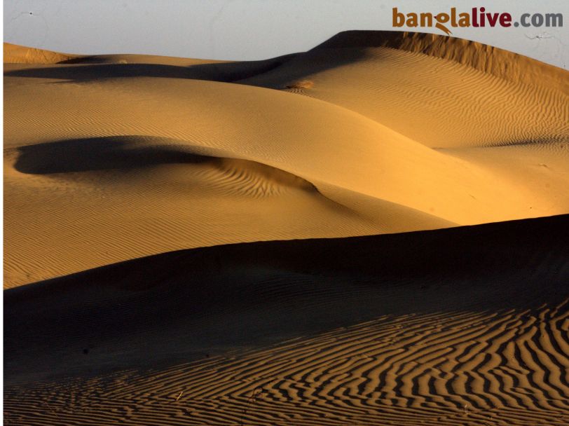 Desert Life