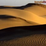 Desert Life